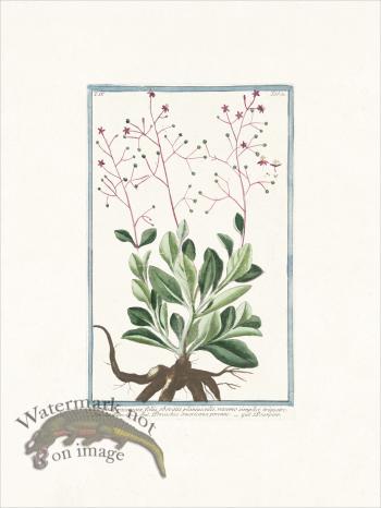 Bonelli 361 fameflower